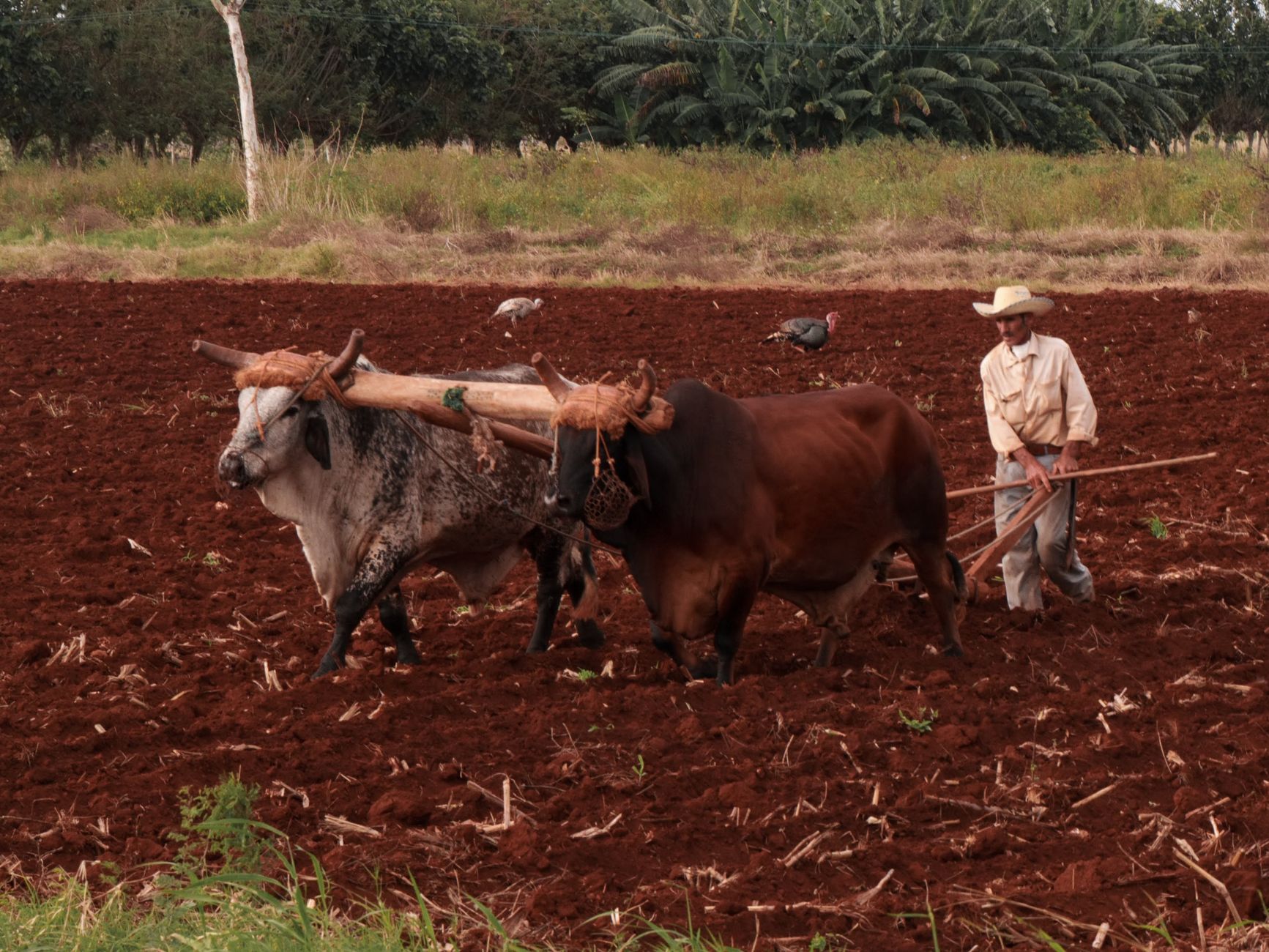 a farmer with his carabaos plowing the field